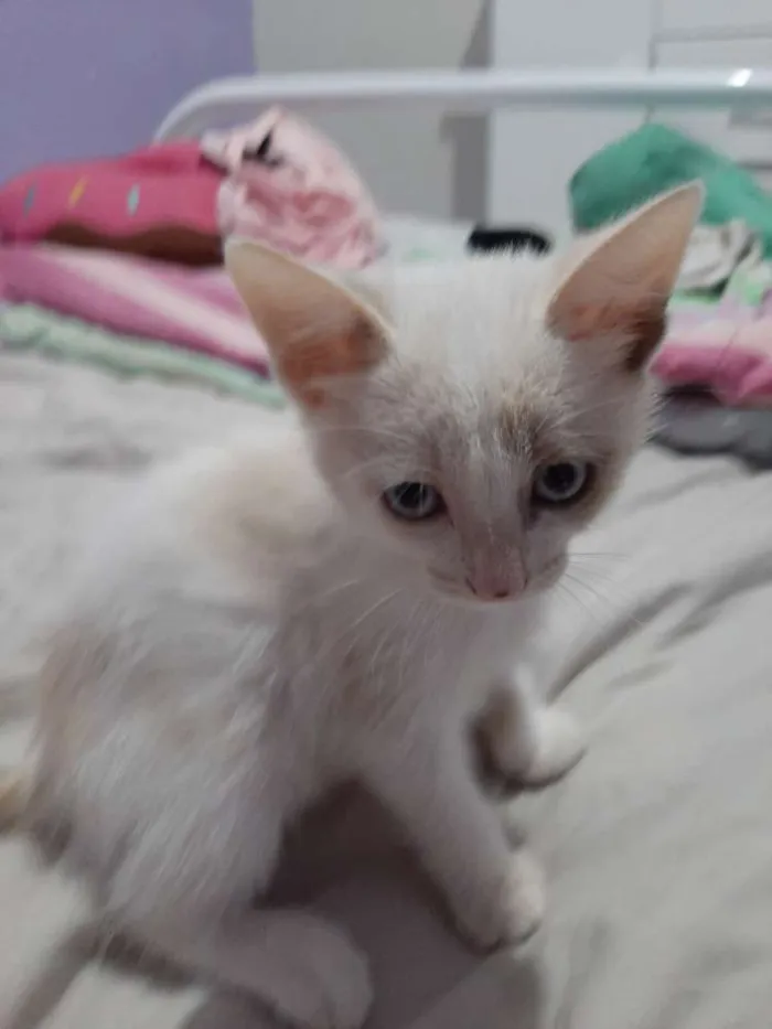 Gato raça  idade 2 a 6 meses nome Malia