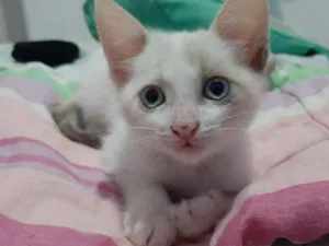 Gato raça  idade 2 a 6 meses nome Malia