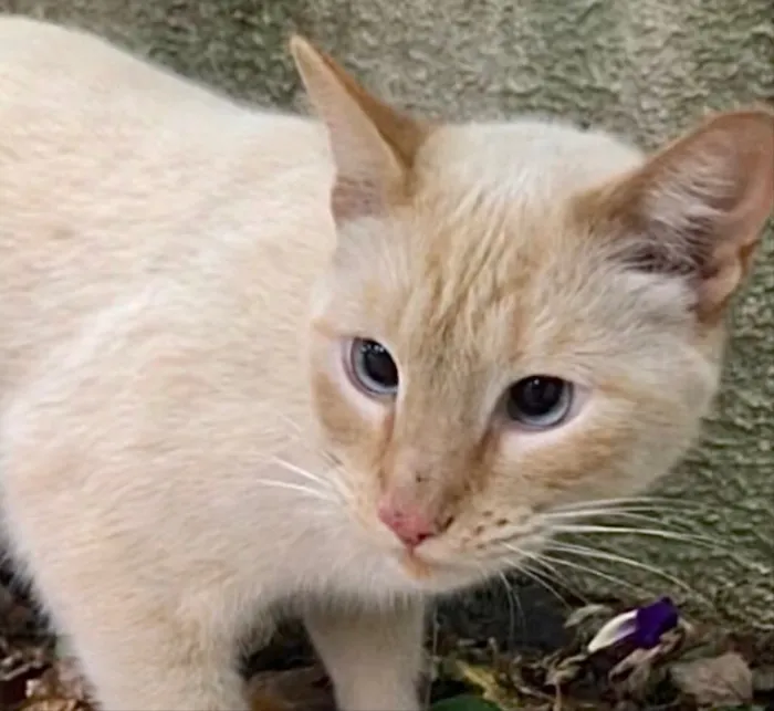 Gato ra a Siames red point  idade 1 ano nome Pepe siamês redpoint