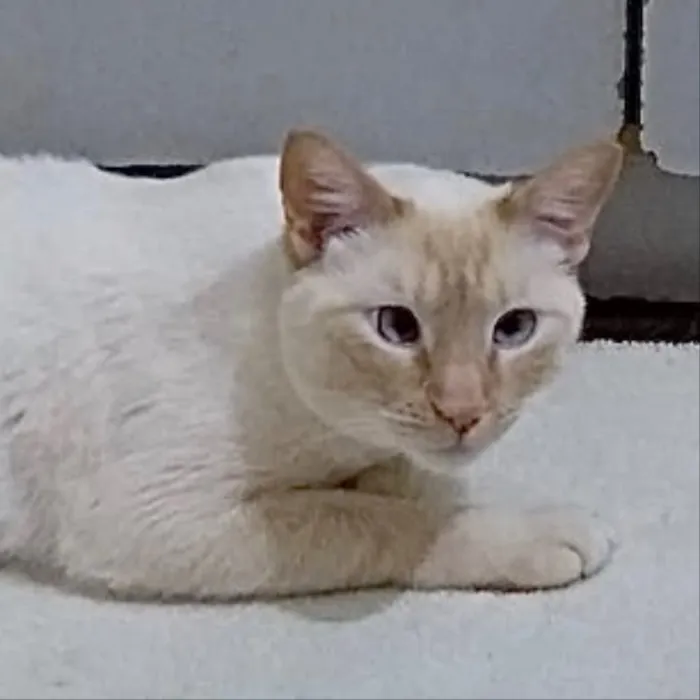 Gato ra a Siames red point  idade 1 ano nome Pepe siamês redpoint
