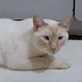Pepe siamês redpoint