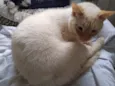 Pepe siamês redpoint
