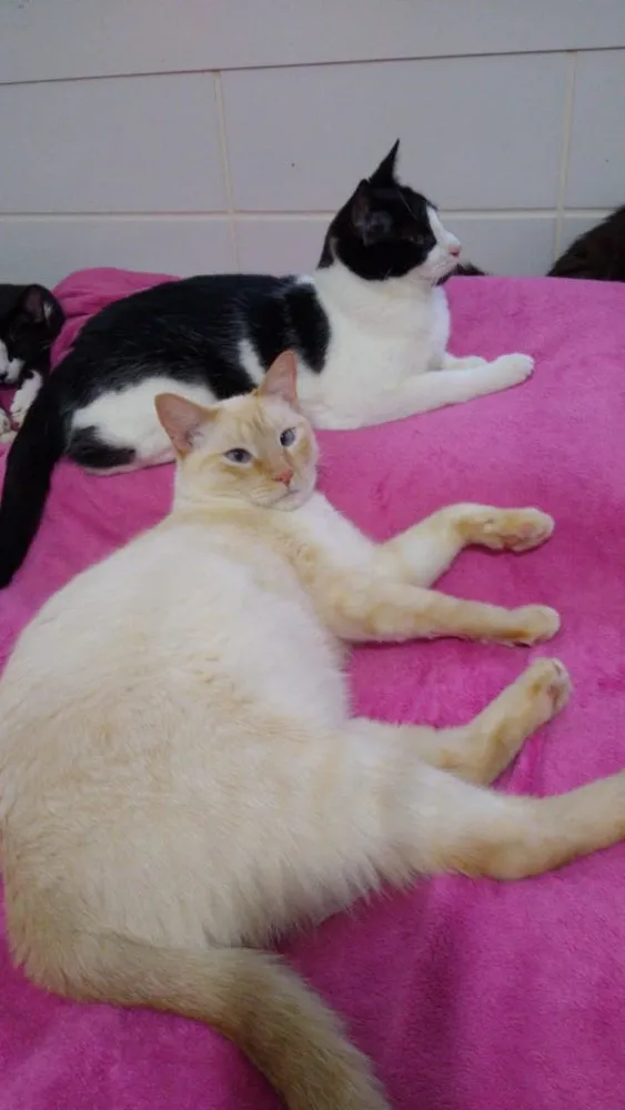 Gato ra a Siames red point  idade 1 ano nome Pepe siamês redpoint
