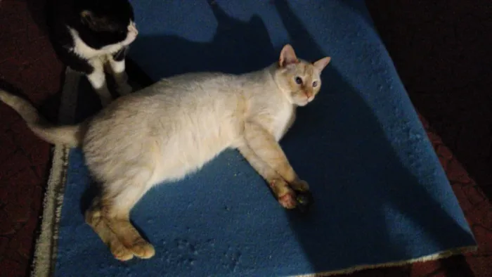 Gato ra a Siames red point  idade 1 ano nome Pepe siamês redpoint