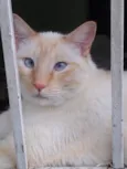 Pepe siamês redpoint