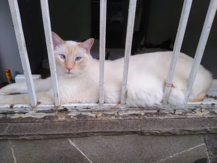 Gato ra a Siames red point  idade 1 ano nome Pepe siamês redpoint