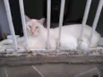 Pepe siamês redpoint
