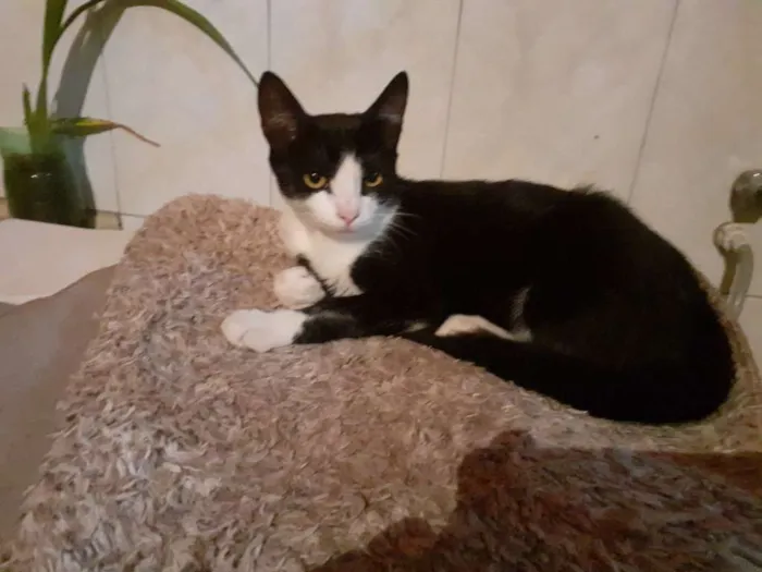 Gato raça Srd idade 2 a 6 meses nome Perfeita e cloe