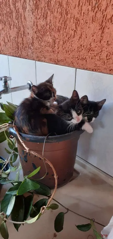 Gato raça Srd idade 2 a 6 meses nome Perfeita e cloe