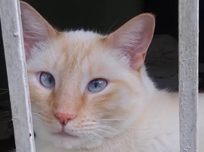 Gato ra a Siames red point  idade 1 ano nome Pepe siamês redpoint