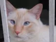 Pepe siamês redpoint