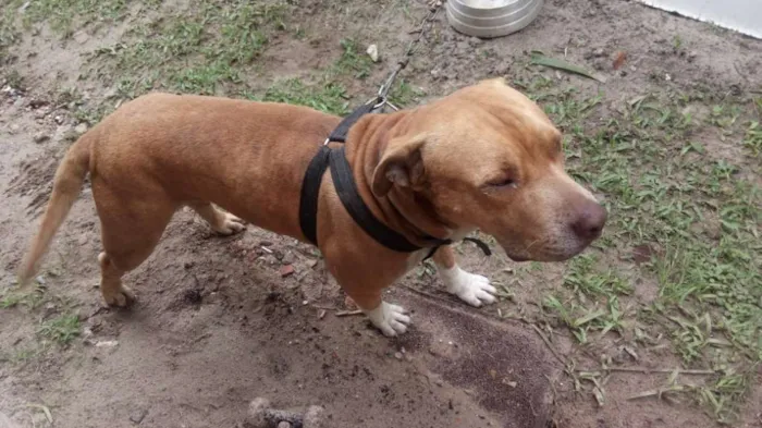 Cachorro ra a American bull terrier idade 1 ano nome Chronos
