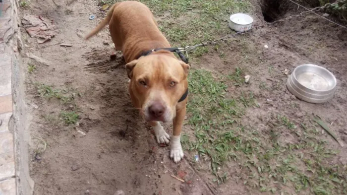 Cachorro ra a American bull terrier idade 1 ano nome Chronos