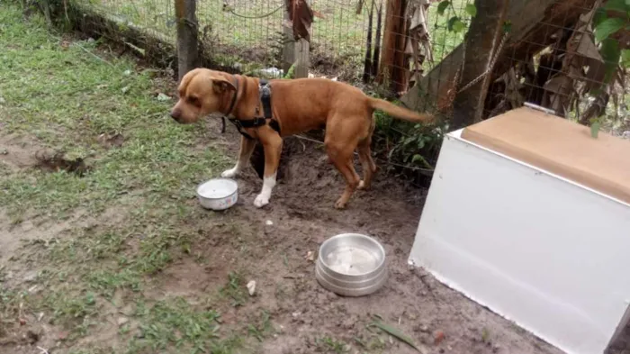 Cachorro ra a American bull terrier idade 1 ano nome Chronos