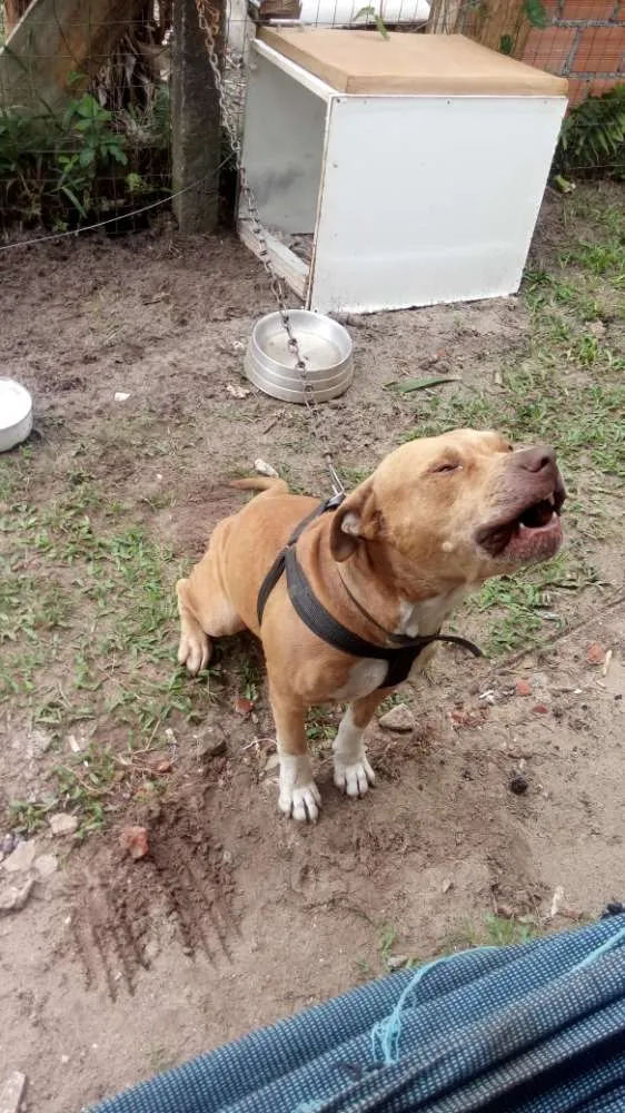 Cachorro ra a American bull terrier idade 1 ano nome Chronos