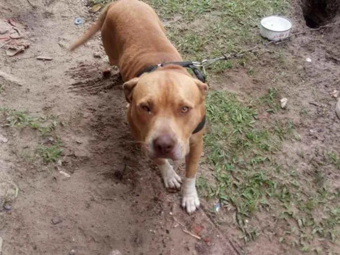 Cachorro ra a American bull terrier idade 1 ano nome Chronos