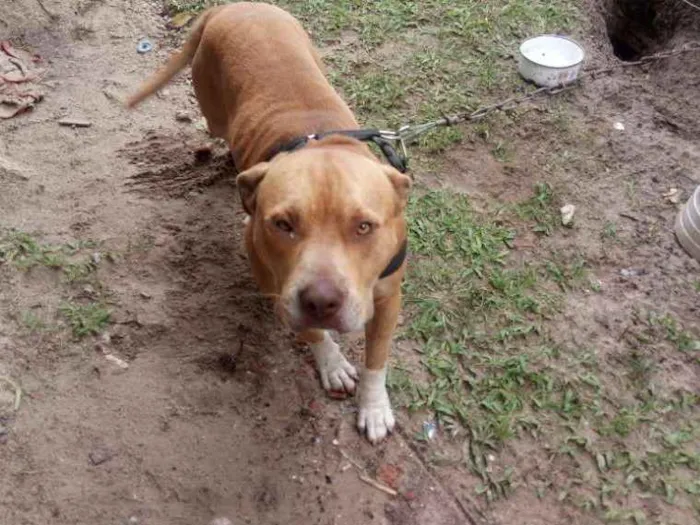 Cachorro ra a American bull terrier idade 1 ano nome Chronos