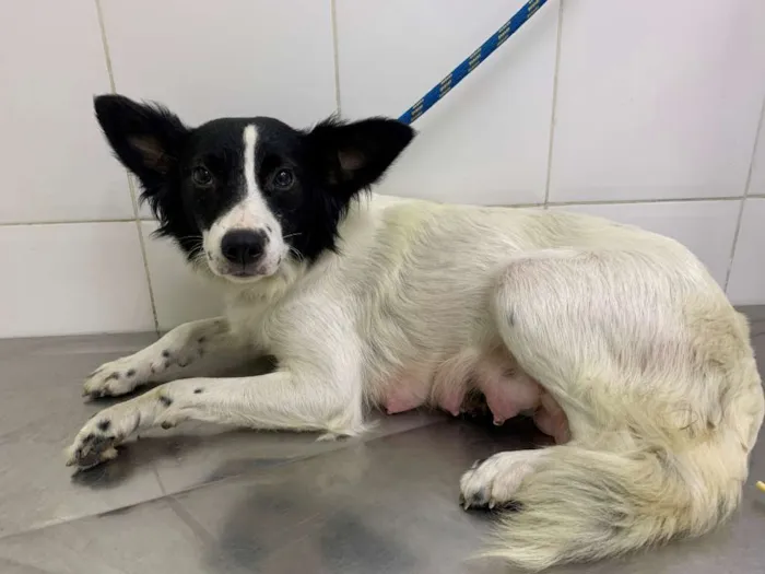 Cachorro ra a SRD idade 2 anos nome Lupita 