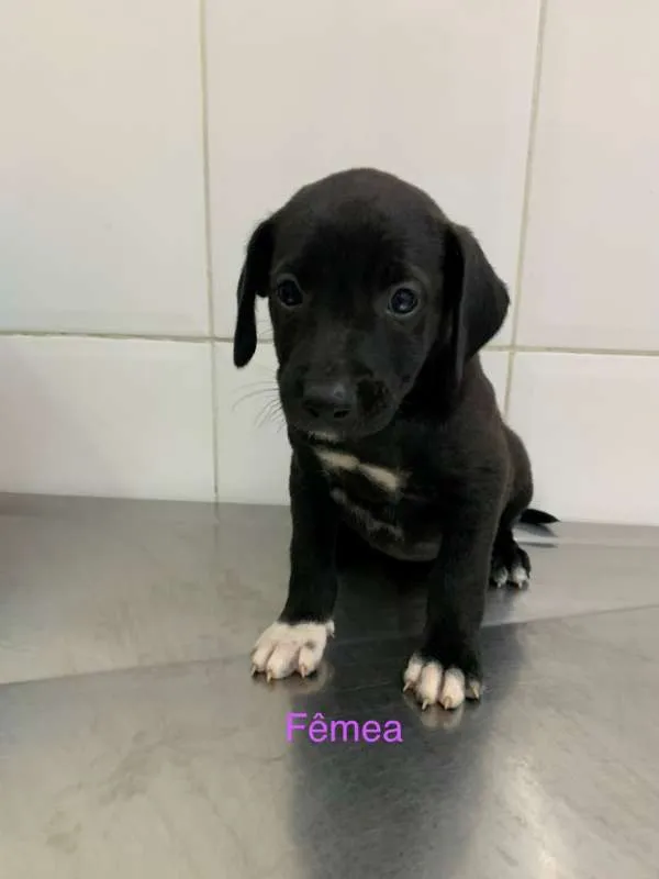 Cachorro ra a SRD idade 2 a 6 meses nome Rafaela 