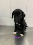 Rafaela