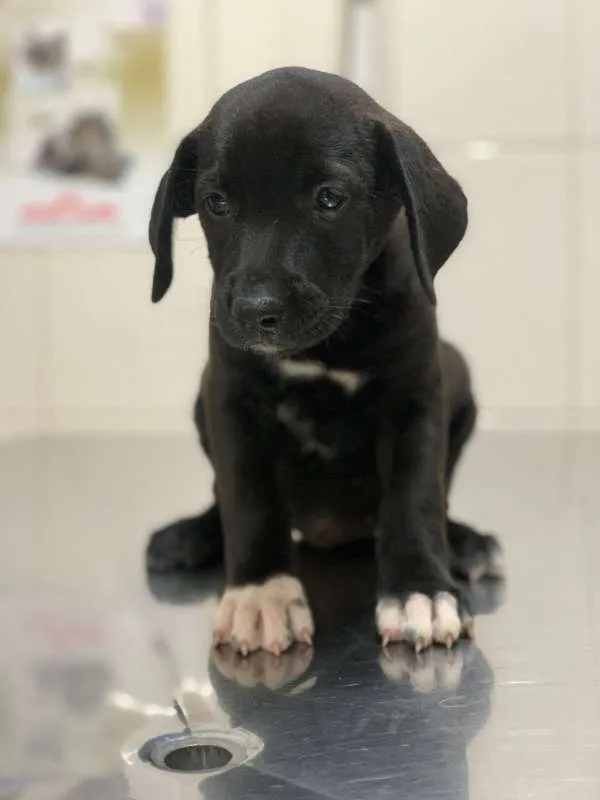 Cachorro ra a SRD idade 2 a 6 meses nome Rafaela 