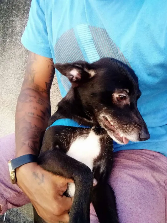 Cachorro ra a Viralata idade 2 anos nome Luna