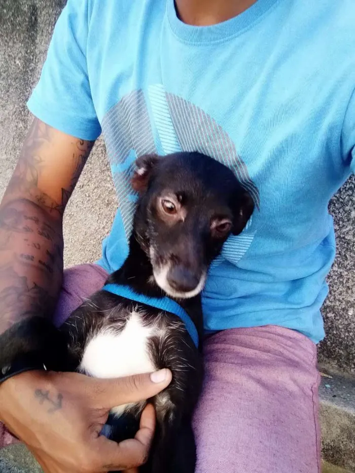 Cachorro ra a Viralata idade 2 anos nome Luna