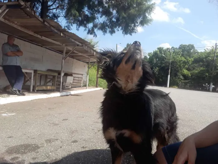 Cachorro ra a Não definida  idade 2 anos nome CLEO