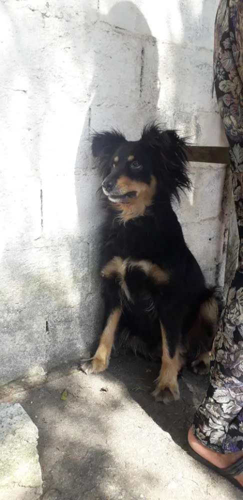 Cachorro ra a Não definida  idade 2 anos nome CLEO