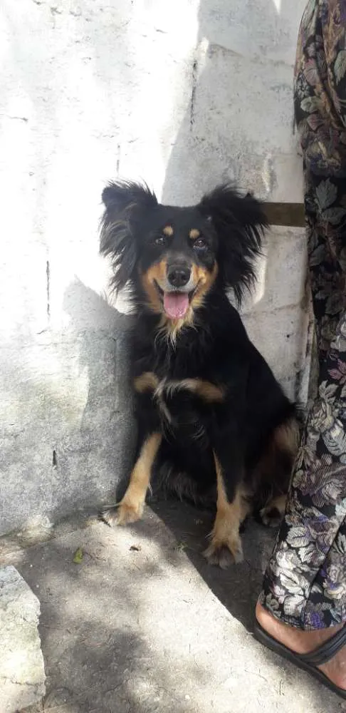 Cachorro ra a Não definida  idade 2 anos nome CLEO