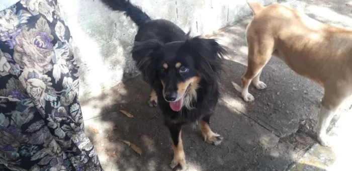 Cachorro ra a Não definida  idade 2 anos nome CLEO
