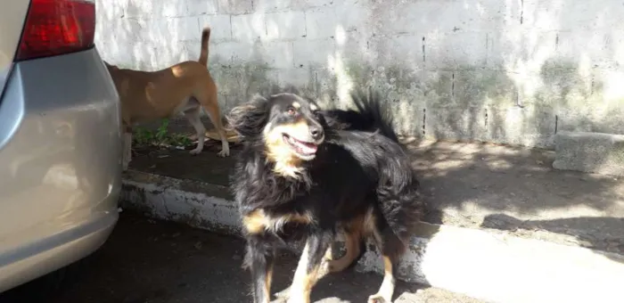 Cachorro ra a Não definida  idade 2 anos nome CLEO