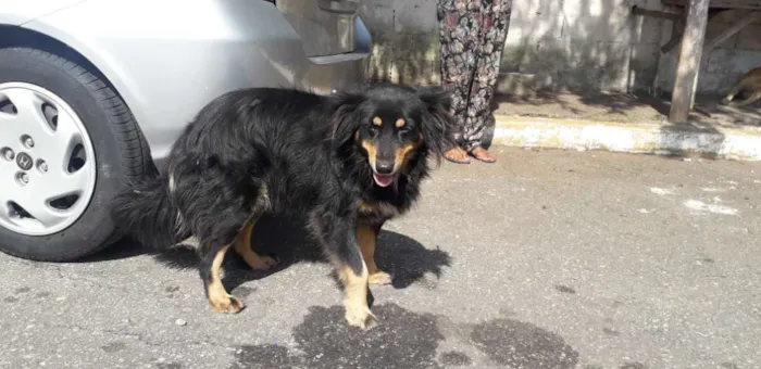 Cachorro ra a Não definida  idade 2 anos nome CLEO