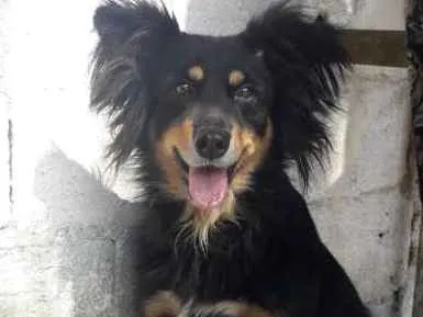 Cachorro ra a Não definida  idade 2 anos nome CLEO