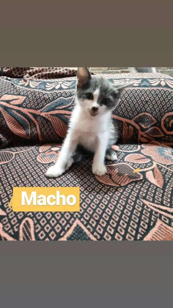 Gato ra a S/R idade 2 a 6 meses nome Jhon
