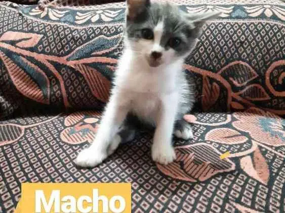 Gato ra a S/R idade 2 a 6 meses nome Jhon