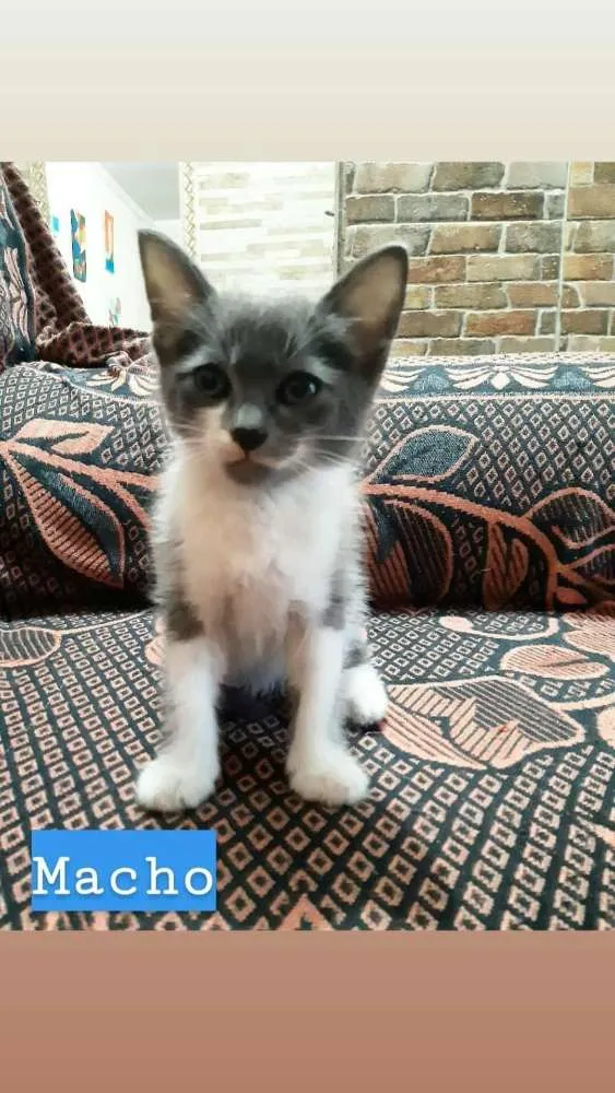 Gato ra a S/R idade 2 a 6 meses nome Jery