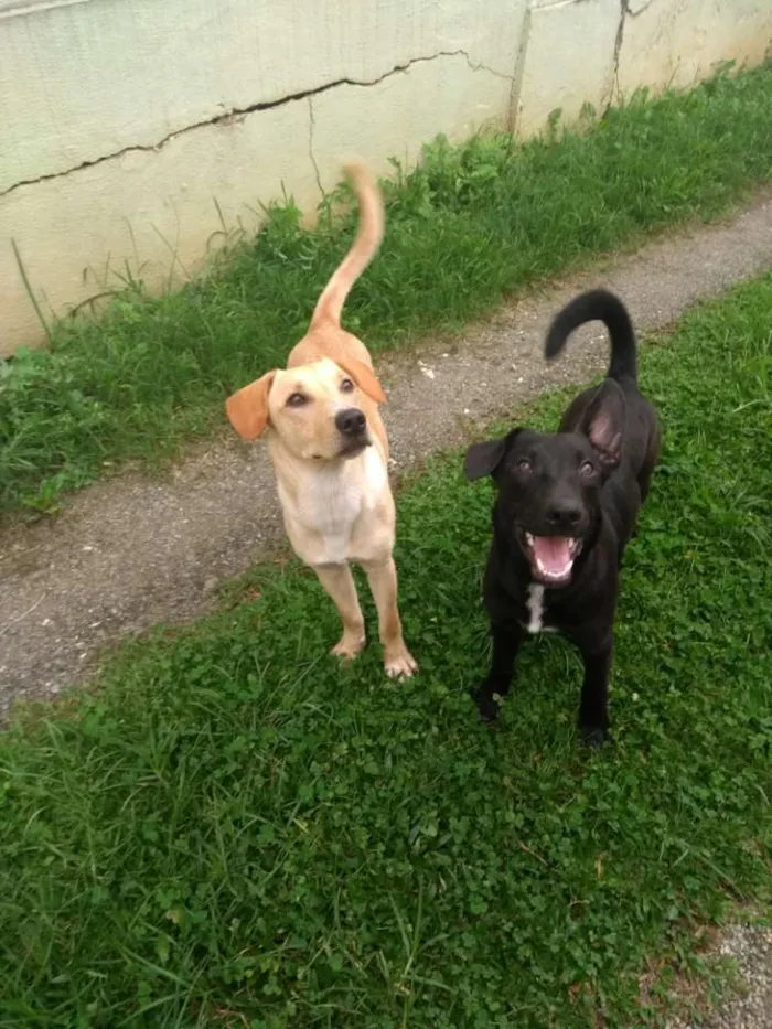 Cachorro ra a Sem raça definida idade 2 anos nome Bob e negão