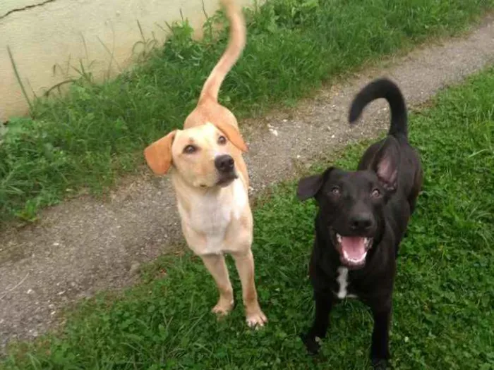 Cachorro ra a Sem raça definida idade 2 anos nome Bob e negão