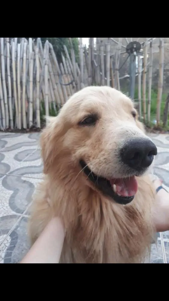 Cachorro ra a Golden Retrivier idade 3 anos nome Duque