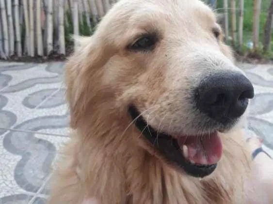 Cachorro ra a Golden Retrivier idade 3 anos nome Duque