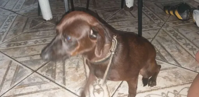 Cachorro ra a Vira-lata idade 2 anos nome Neguinha 