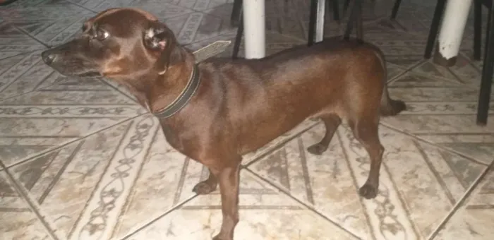 Cachorro ra a Vira-lata idade 2 anos nome Neguinha 