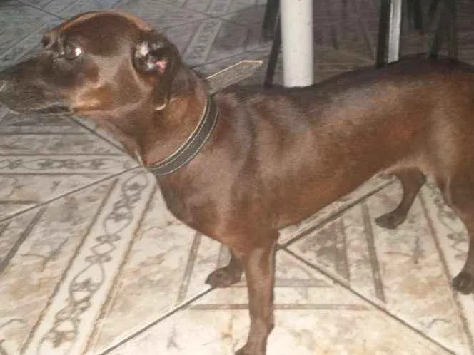 Cachorro ra a Vira-lata idade 2 anos nome Neguinha 