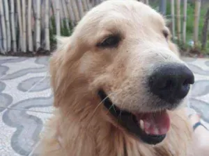 Cachorro raça Golden Retrivier idade 3 anos nome Duque