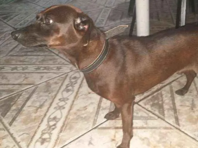 Cachorro ra a Vira-lata idade 2 anos nome Neguinha 