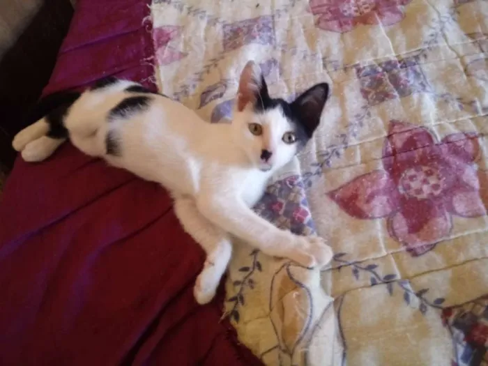 Gato raça Srd idade 2 a 6 meses nome Dora