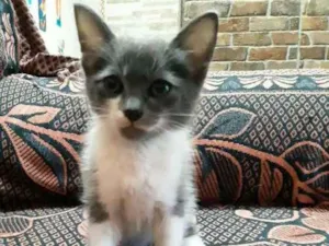 Gato raça S/R idade 2 a 6 meses nome Jery