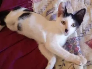 Gato raça Srd idade 2 a 6 meses nome Dora