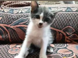 Gato raça S/R idade 2 a 6 meses nome Jhon